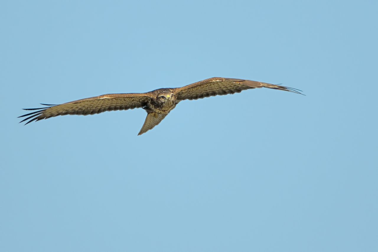 Poiana (Buteo buteo)